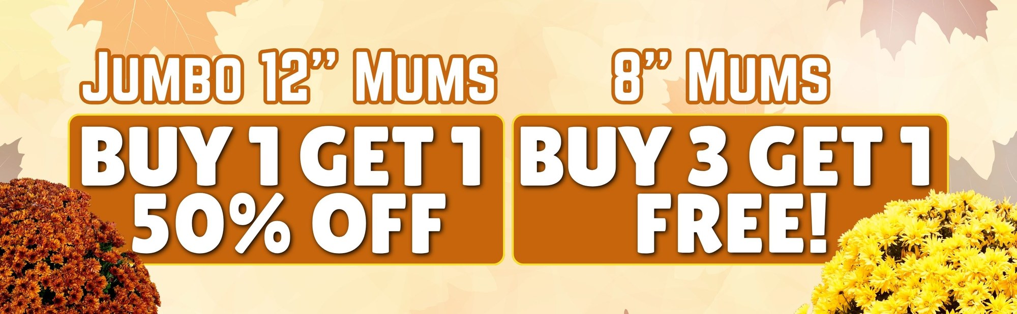 Mums sale: Jumbo 12 inch mums buy 1 get 1 50% off, 8 inch mums buy 3 get 1 free at Settlemyre Nursery in Valdese, NC